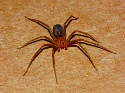 Aranha Marrom