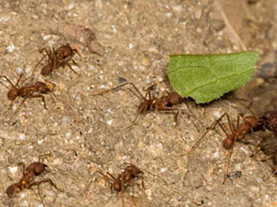 Formigas